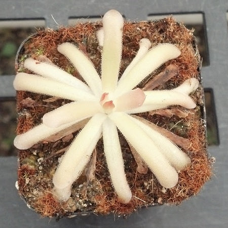 Pinguicula gypsicola x moctezumae  - Small