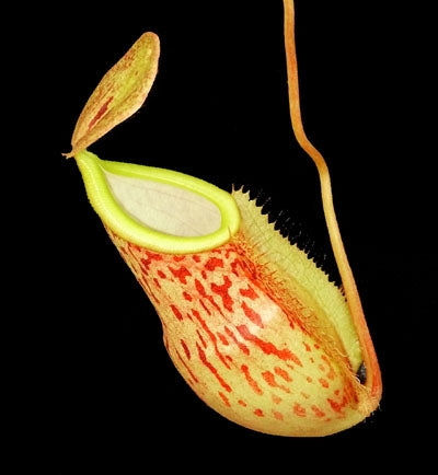 Nepenthes spathulata x glabrata - Large