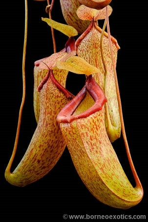 Nepenthes ventricosa x talangensis - Small