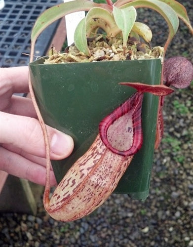 Nepenthes petiolata x spectabilis - Small