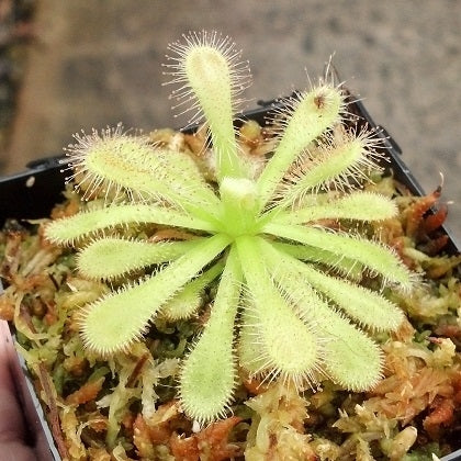 Drosera coccicaulis "Alba"