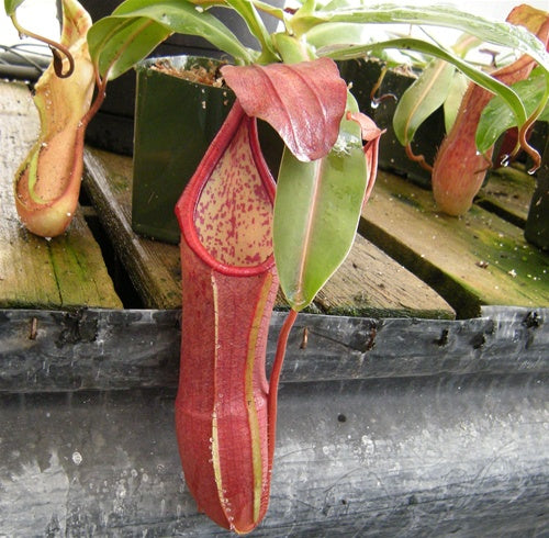 Nepenthes sanguinea - Large