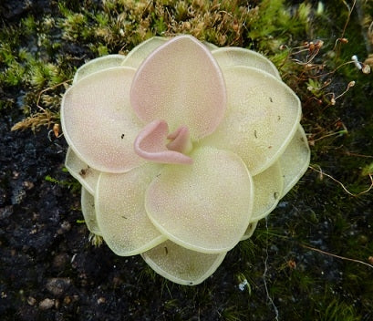 Pinguicula 'Sethos' - Small