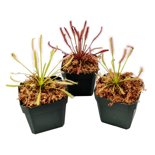 Cape Sundew (Drosera capensis) Variety Bundle