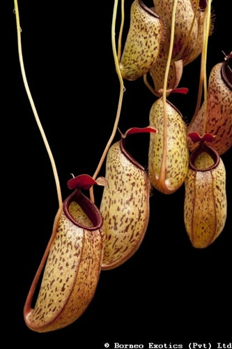 Nepenthes ventricosa x aristolochioides - Large