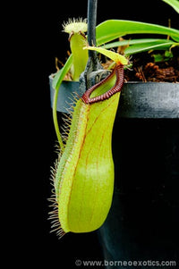 Nepenthes ventricosa x hamata - Small