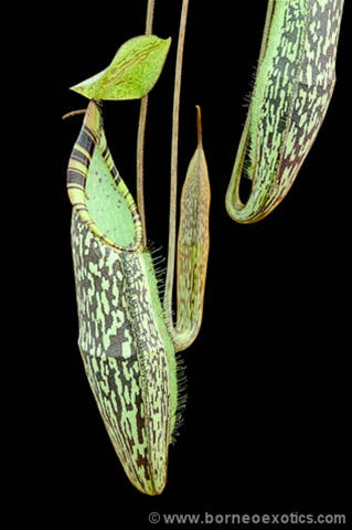 Nepenthes spectabilis Sibuatan - Small