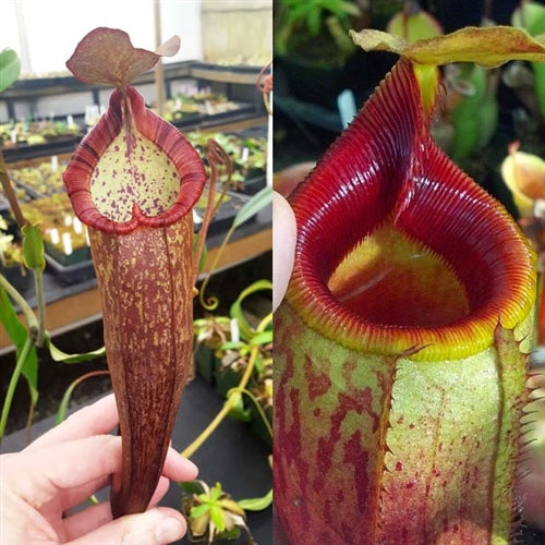 Nepenthes Dream Mirror