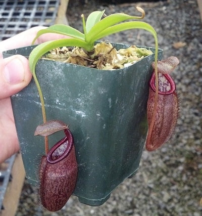 Nepenthes densiflora x talangensis - Small