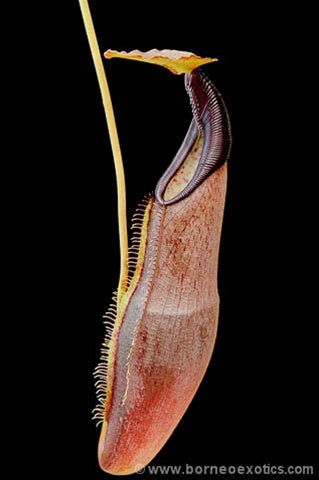Nepenthes izumiae - Medium