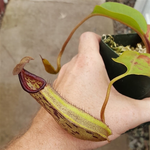 Nepenthes robcantleyi x boschiana - Medium/Large