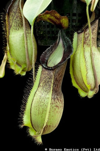 Nepenthes spathulata x hamata - Medium