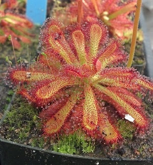 Drosera venusta seeds