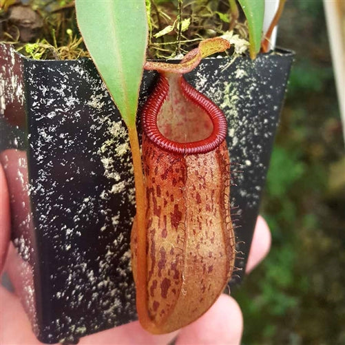 Nepenthes Dream of Trouble