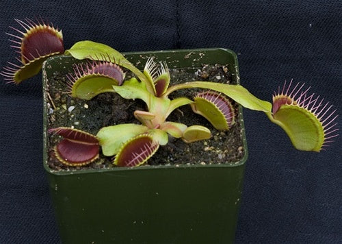 Venus flytrap seeds