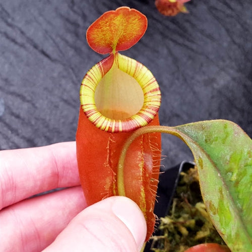 Nepenthes ampullaria x (spectabilis x talangensis) - Medium