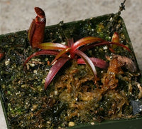 Nepenthes muluensis - XS