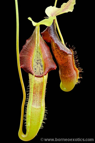 Nepenthes singalana