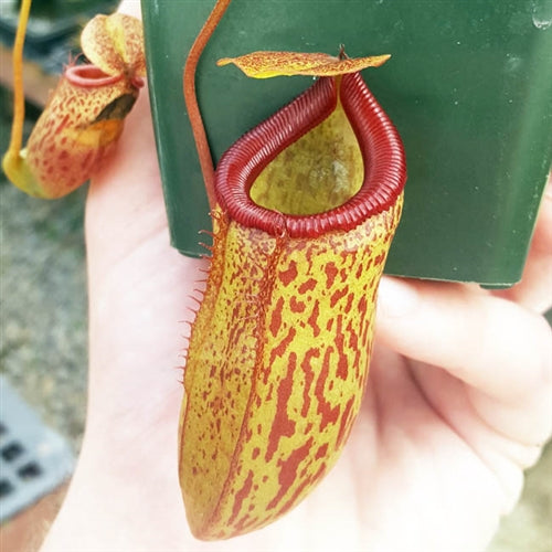 Nepenthes Virtue's Triumph