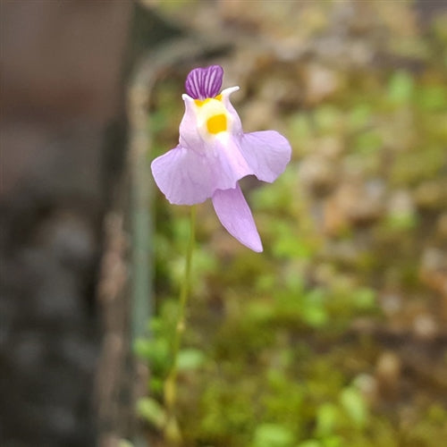  TruBlu Supply Utricularia warburgii - Bladderwort - Live  Carnivorous Plant - 2 inch Plug Potted (TBSLSP1050) : פאטיו, מדשאה וגינה