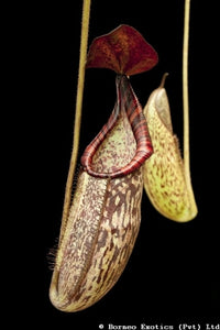 Nepenthes petiolata x spectabilis - Small