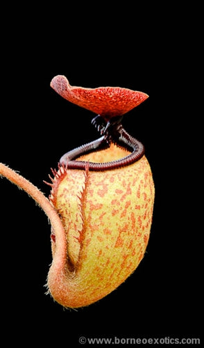 Nepenthes argentii - Small
