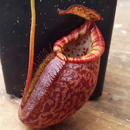 Nepenthes Dream of Triumph