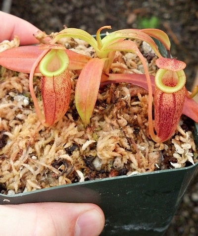 Nepenthes spectabilis x jacquelineae - Small