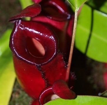 Nepenthes x Singapore GardenTech - Small