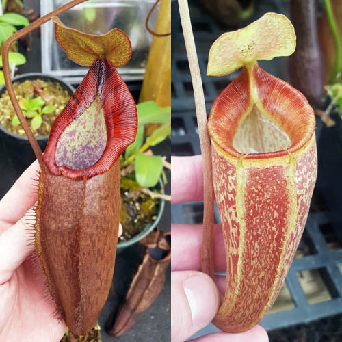 Nepenthes Dream of Triumph - Small