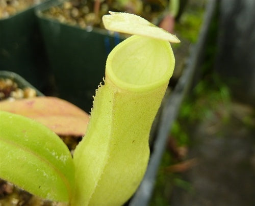 Nepenthes khasiana- Small