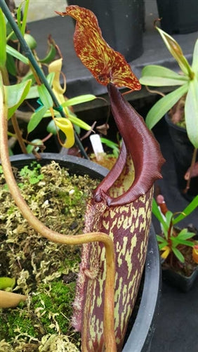 Nepenthes Maiden of Victory