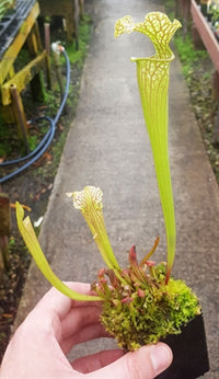 Sarracenia oreophila x leucophylla - Small