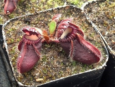 Cephalotus follicularis 
