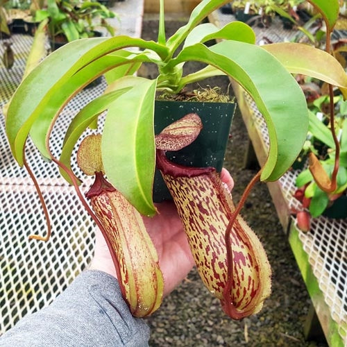 Nepenthes Maiden of Victory