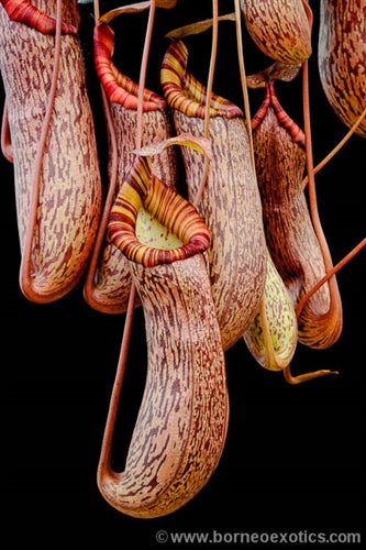 Nepenthes spectabilis x ventricosa - Small/Medium