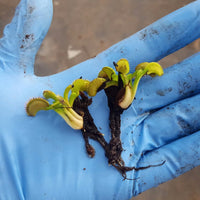 Dormant Venus flytrap bulbs