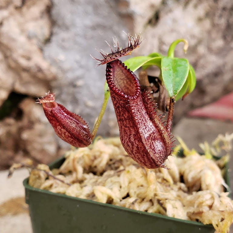 Nepenthes hamata  - Male 