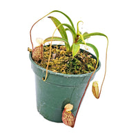 Nepenthes glabrata - Specimen
