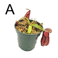 Nepenthes glabrata x hamata - Specimens