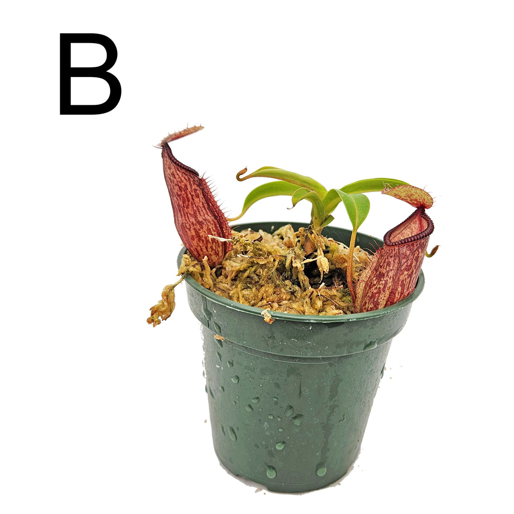 Nepenthes glabrata x hamata - Specimens