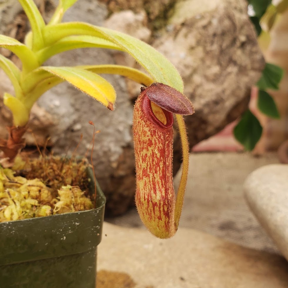 Nepenthes klossii - BE Clone 3452