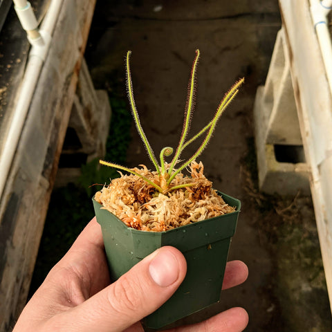 Drosera spiralis