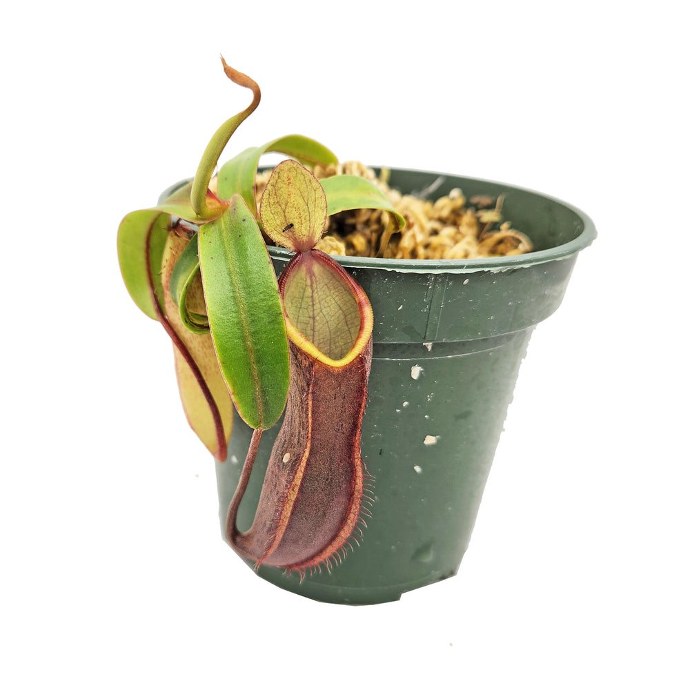 Nepenthes tentaculata - Proven Male - Specimen