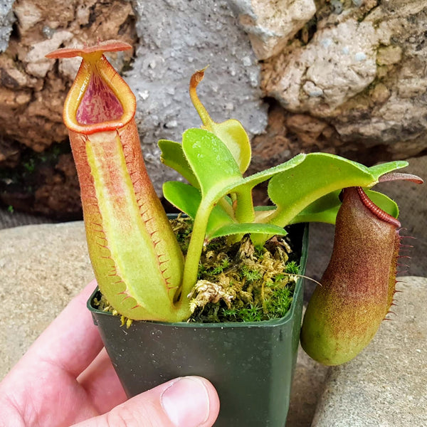 Nepenthes truncata | Tropical Nepenthes Pitcher Plant
