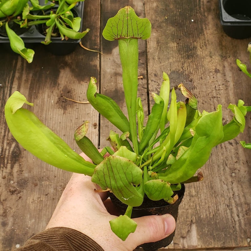 Sarracenia x catesbaei - Greenhouse Grown