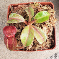 Nepenthes Titanic Empire - Specimen E