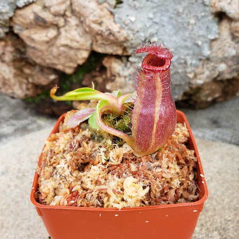 Nepenthes Titanic Empire - Specimen B