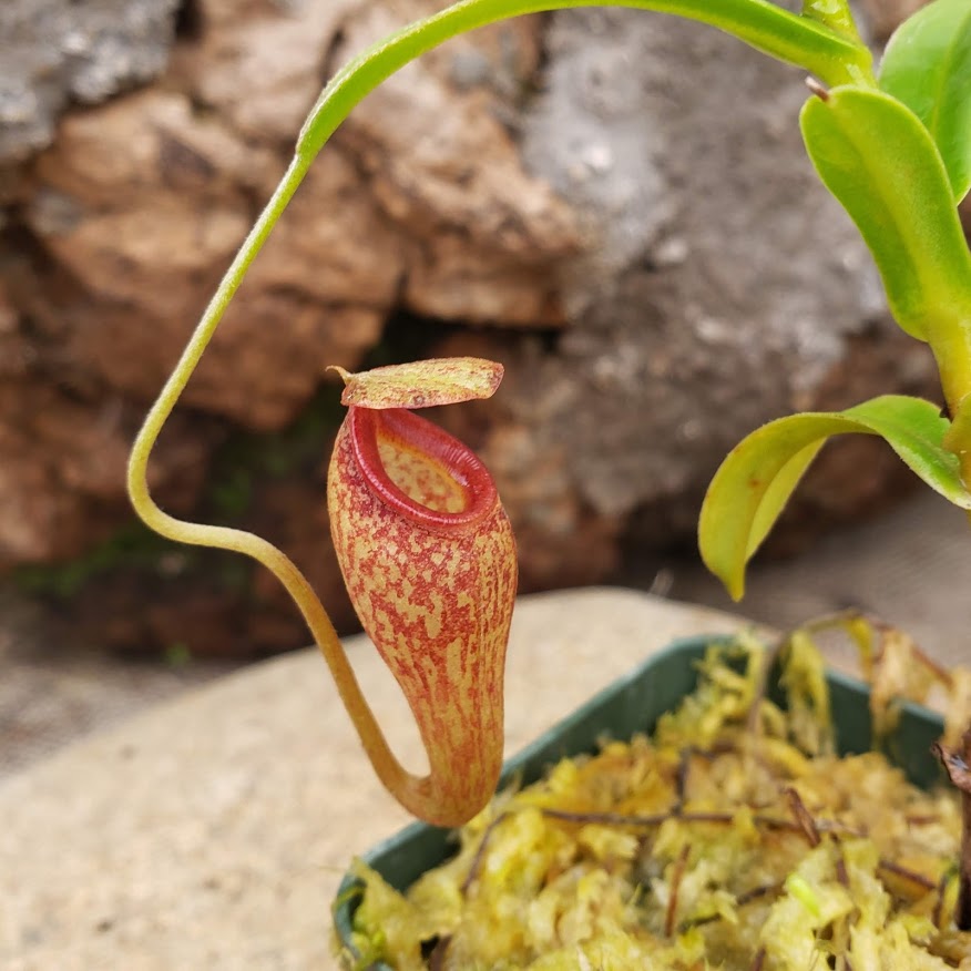 Nepenthes talangensis x aristolochioides - Rare Miniature Female